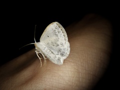 Lomographa temerata