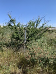 Vachellia schaffneri