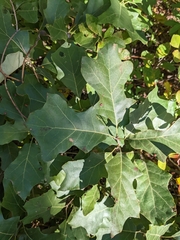 Quercus ilicifolia