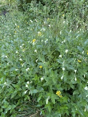 Epilobium luteum