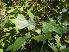Quercus ilicifolia