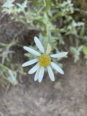 Eucephalus paucicapitatus