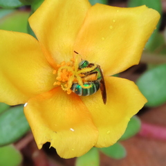 Agapostemon splendens