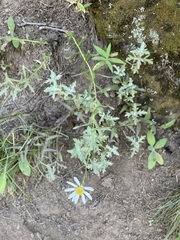 Eucephalus paucicapitatus