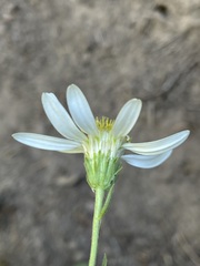 Eucephalus paucicapitatus