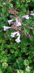 Clinopodium nepeta