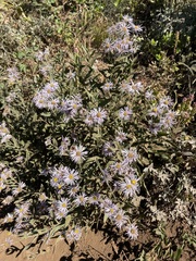 Erigeron speciosus