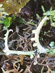 Cladonia scabriuscula