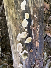 Trametes conchifer