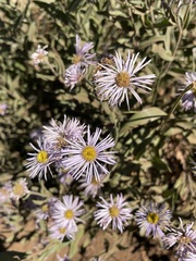 Erigeron speciosus