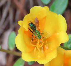 Agapostemon splendens