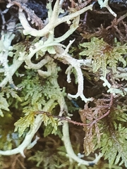 Cladonia scabriuscula