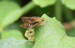 Pelopidas mathias