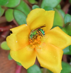 Agapostemon splendens