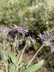 Erigeron speciosus