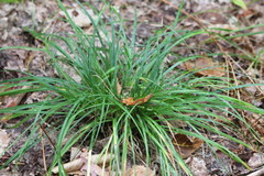 Carex debilis