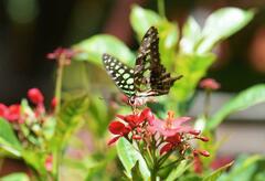 Graphium agamemnon
