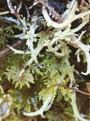 Cladonia scabriuscula