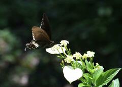 Papilio polytes