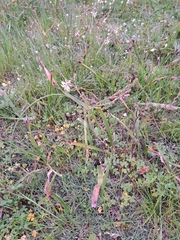 Trachyandra muricata