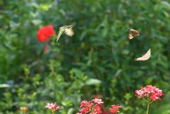 Graphium agamemnon