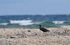 Egretta sacra albolineata