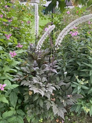 Actaea matsumurae