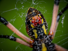Argiope aurantia