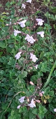 Clinopodium nepeta