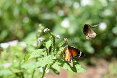 Danaus chrysippus