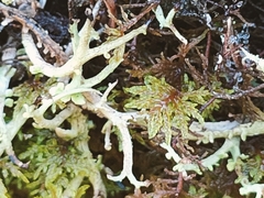 Cladonia scabriuscula