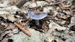 Russula cyanoxantha