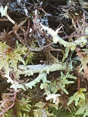 Cladonia scabriuscula