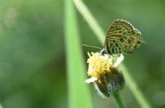 Leptotes plinius