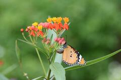 Danaus chrysippus