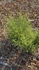 Dittrichia graveolens