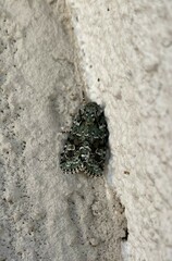 Lacinipolia implicata