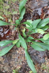 Solidago simplex