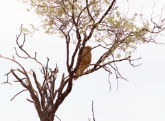 Falco rupicoloides