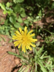 Scorzoneroides autumnalis