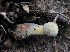 Hypomyces microspermus