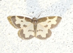 Lomaspilis marginata