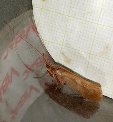 Limnephilus rhombicus