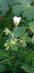 Geranium pyrenaicum