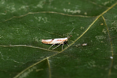 Argyresthia
