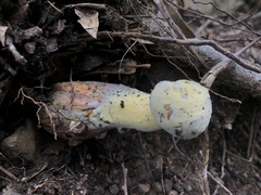 Hypomyces microspermus