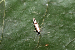 Argyresthia