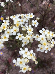 Manulea corymbosa