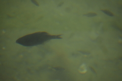 Cymatogaster aggregata