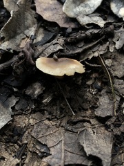 Rhodocollybia